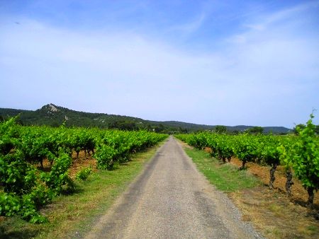 Spaziergang durch die Weinfelder