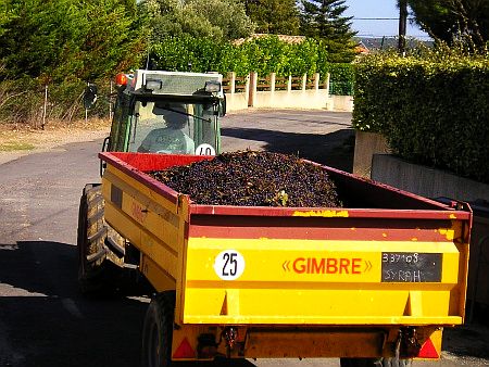 Transport der Trauben