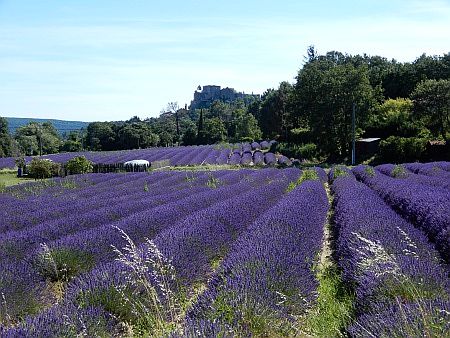 Lavendel