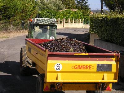 Syrah wurde geerntet