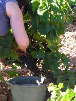 Vorsicht beim Abschneiden der Trauben