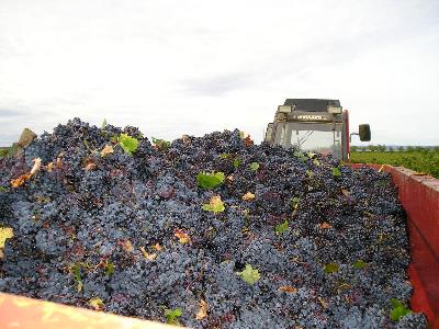 Das ergibt aber viele gute Flaschen