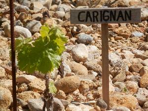 Rebsorte Carignan