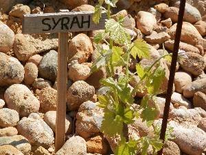 Rebsorte Syrah