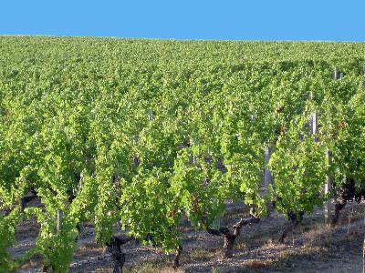 Weinfeld im Fr�hsommer