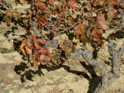 Weinstock im Oktober