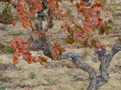 Weinstock im November