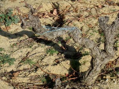 Weinstock im Dezember