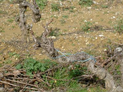 Weinstock im Februar