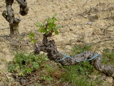 Weinstock im April