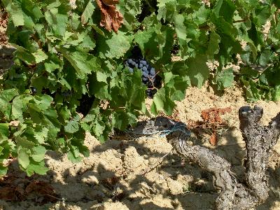 Weinstock im September