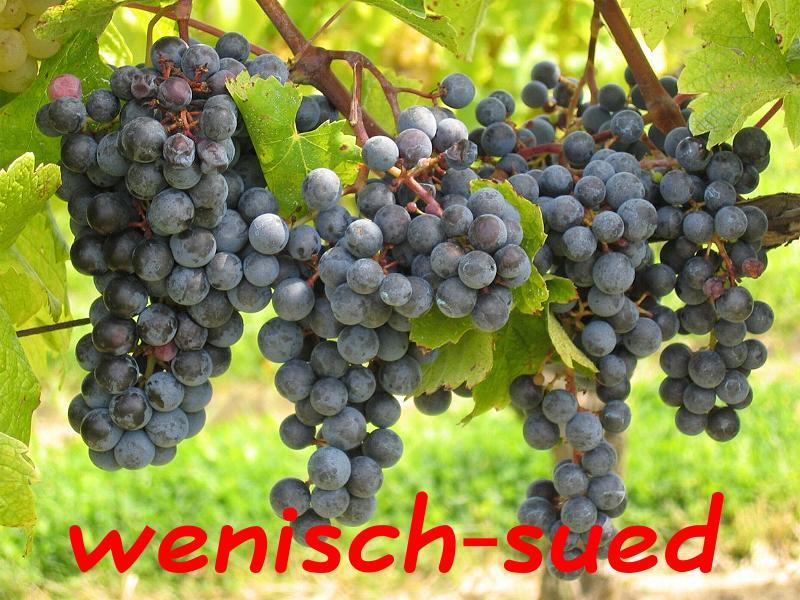 Weintrauben
