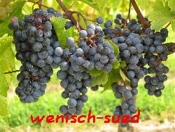 Weintrauben