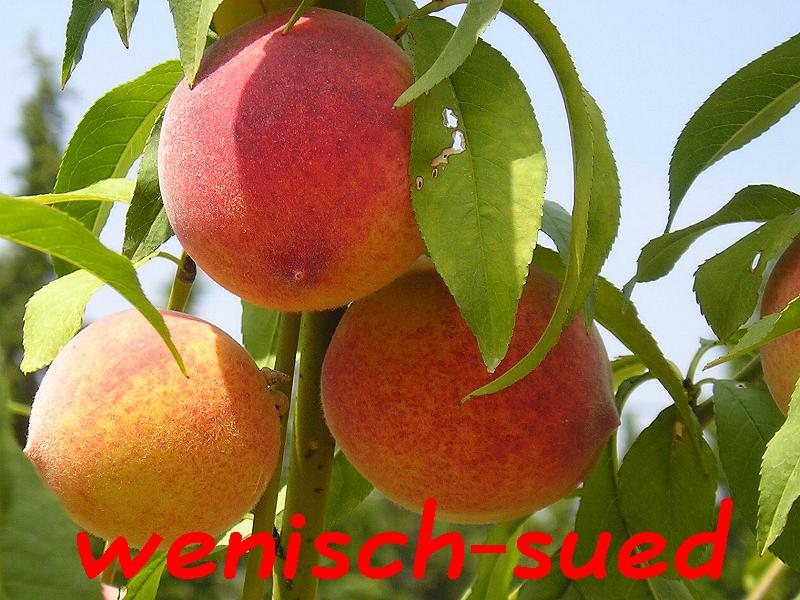 Pfirsiche