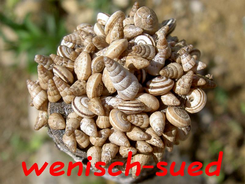 Minischnecken auf Holzstab