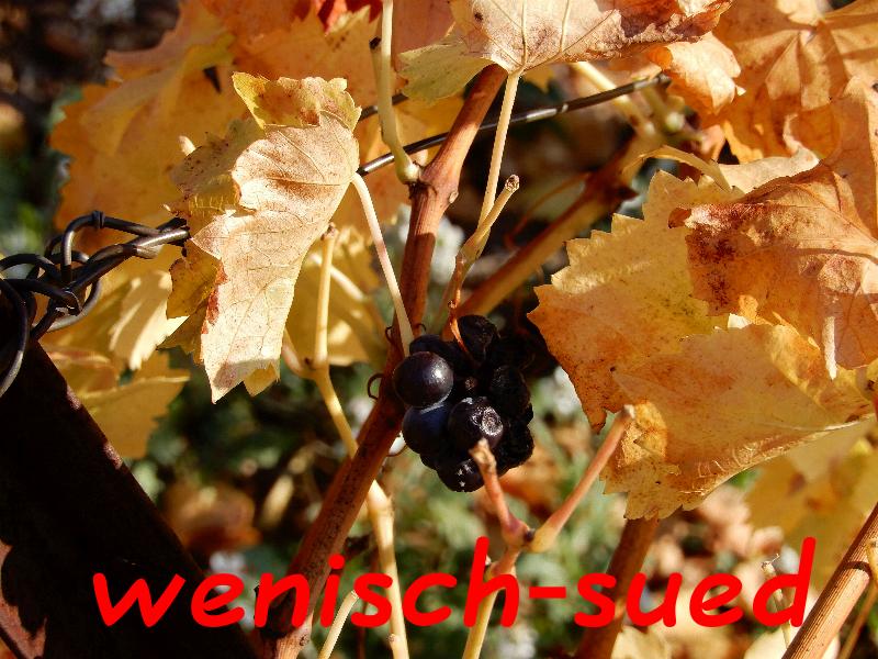 Die letzten Trauben vor dem Winter