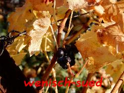 Die letzten Trauben vor dem Winter