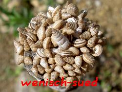 Minischnecken auf Holzstab