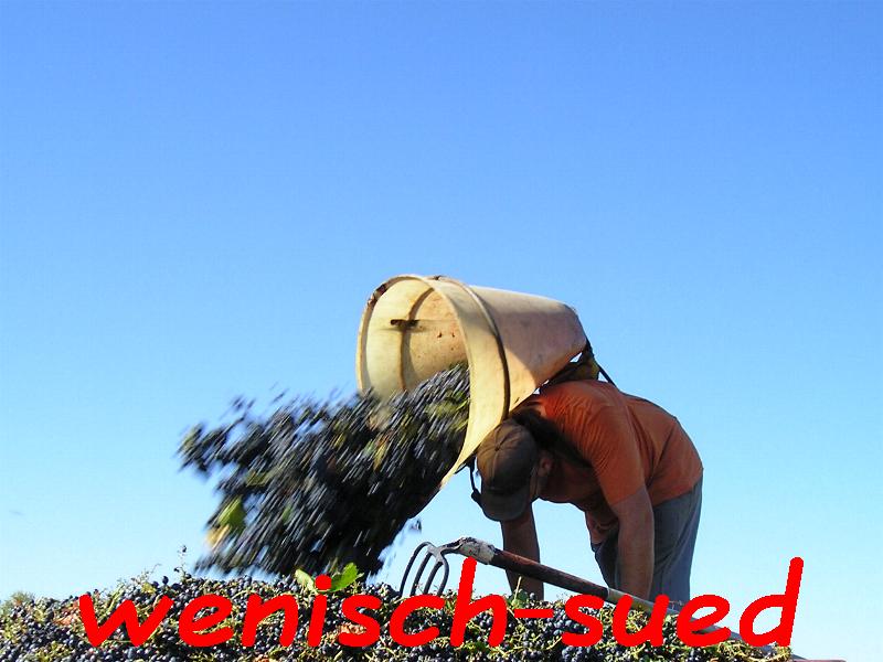 Weinernte im Corbi�res