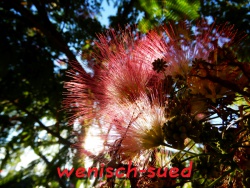 Albizia