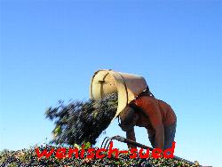 Weinernte im Corbi�res
