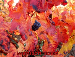 Herbst im Weinfeld