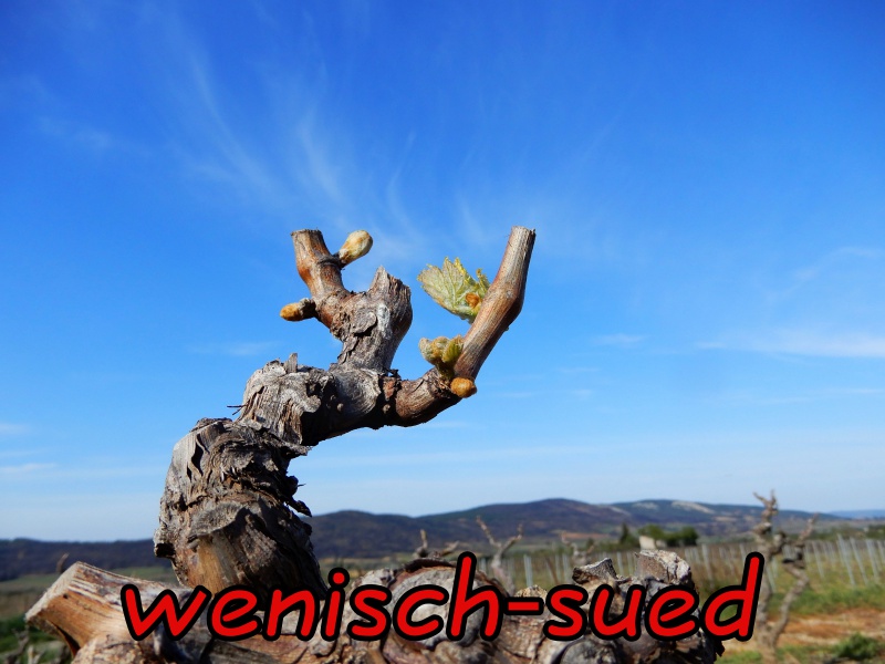 Weinfeld im April