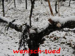 Ungew�hnlich f�r S�dfrankreich!