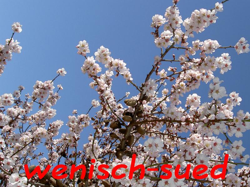 Die Mandelb�ume bl�hen
