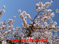 Die Mandelb�ume bl�hen