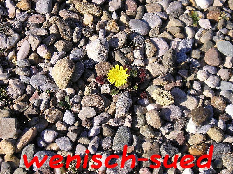 Der Fr�hling kommt!