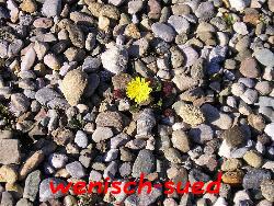 Der Fr�hling kommt!