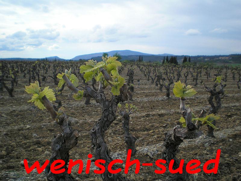 Hier w�chst der neue Wein