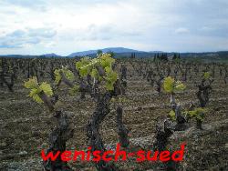 Hier w�chst der neue Wein