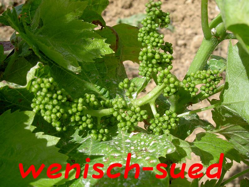 Die Trauben wachsen schon!