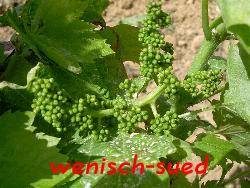 Die Trauben wachsen schon!