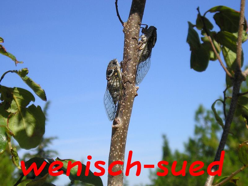 Sie verursachen die Sommerger�usche: Zikaden