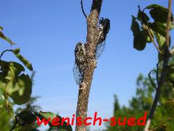 Sie verursachen die Sommerger�usche: Zikaden