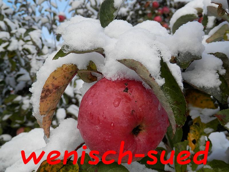 "Winterapfel"