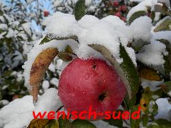 "Winterapfel"