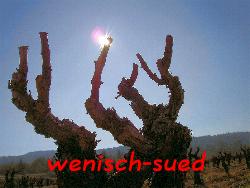 Frisch geschnittener Weinstock 