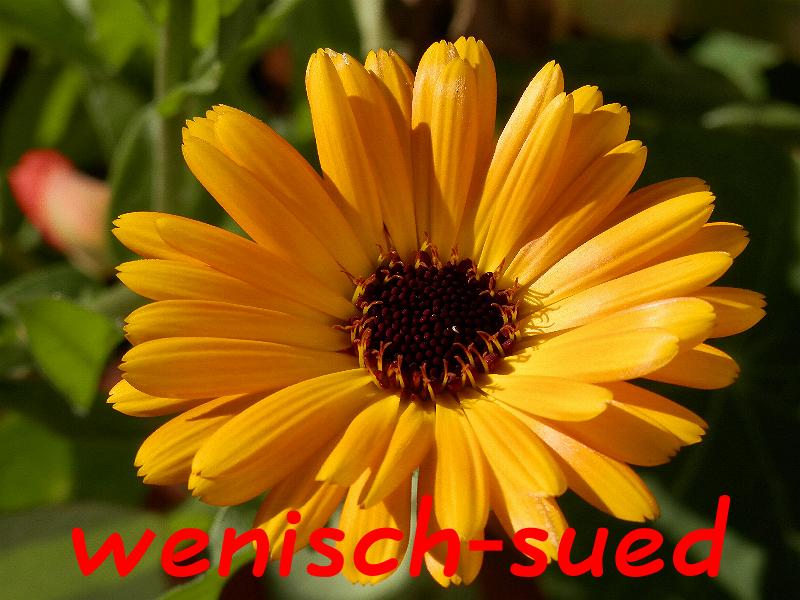 Der Fr�hling ist da!