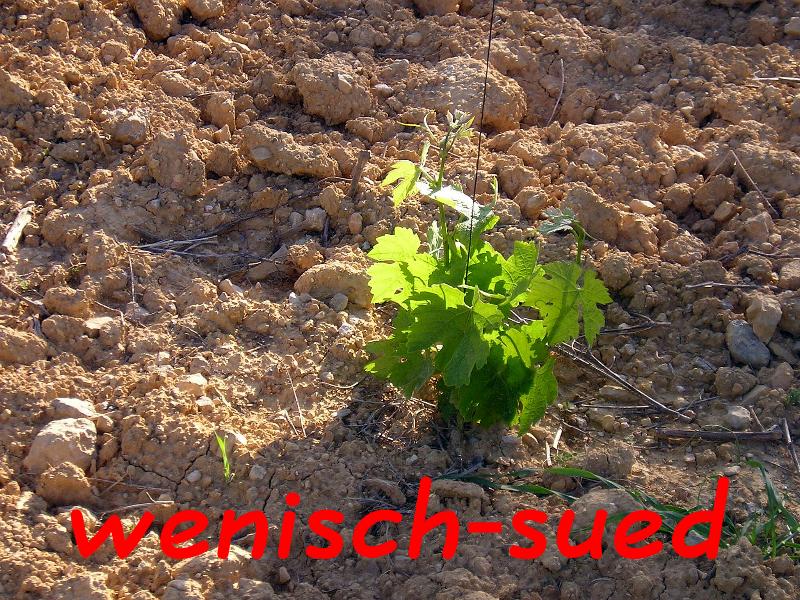 Bald wird er uns Weintrauben liefern!