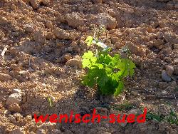 Bald wird er uns Weintrauben liefern!