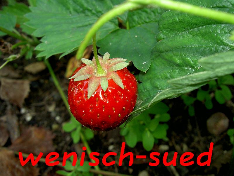 Frisch aus dem Garten