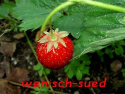 Frisch aus dem Garten