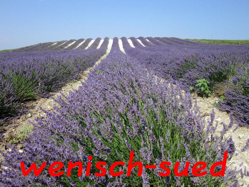 Lavendel