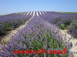 Lavendel