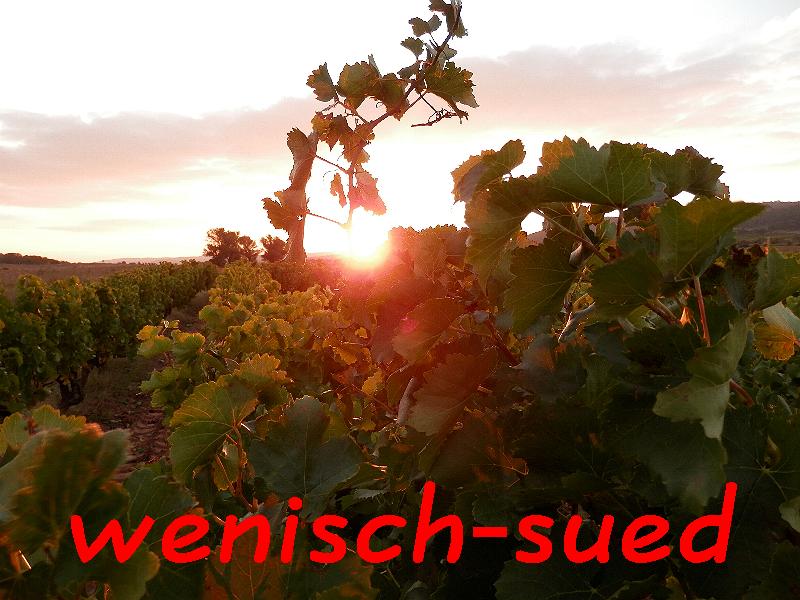 Sonnenaufgang im Weinfeld