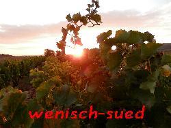 Sonnenaufgang im Weinfeld